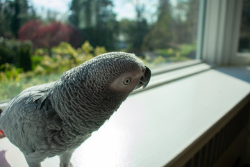 An African Grey Parrot Standing on a Windowsill