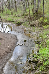 Wall Mural - Forest Stream