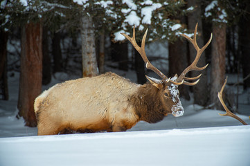 Canvas Print - Bull Elk with Snow Face