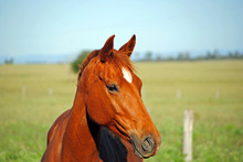 Close-up Portrait Of A Horse On Grassland