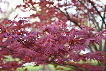 Canvas Print - Red Maple Tree