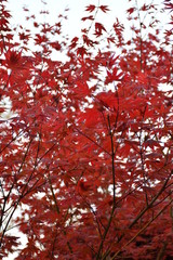 Canvas Print - Red Maple Tree