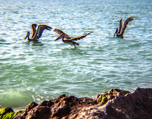 Three Pelicans, Ocean, Rocks, Water, Sea, Beach, Waves, Summer, 