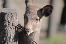 Close-up Of Doe Chewing Metallic Chain By Wooden Post