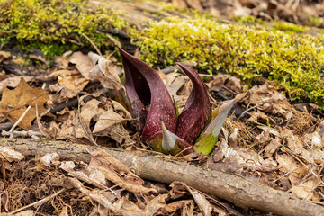 Wall Mural - Skunk Cabbage. Wisconsin’s First Spring Flowers. Skunk Cabbage is native Wisconsin florals and one of the earliest blooming perennial wildflowers in spring.