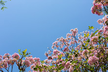Background Of Ipe Rosa Flowers With Blue Sky.