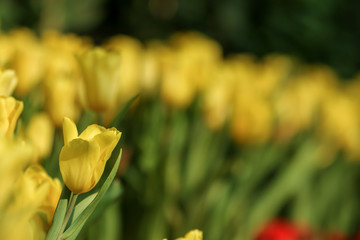 Wall Mural - Beautiful tulip flowers with blured background in the garden. Yellow tulip flowers. Selective focus.