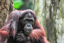 Portrait Of Orangutan By Tree