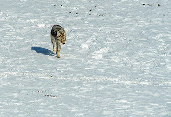 Poster - Coyote feeding on dead bison