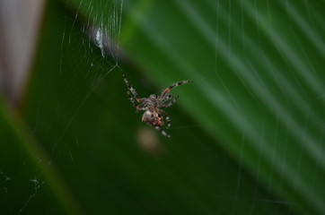 spider in web