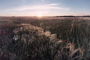 Wall Mural - sunny wheat field and flowers