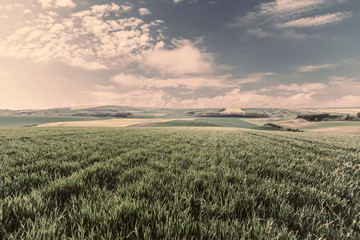 Wall Mural - big wheat fields on hill