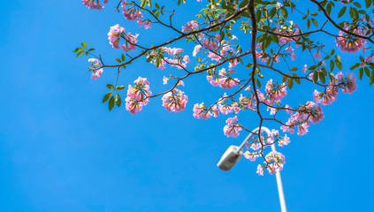 Wall Mural - Close up Tabebuia rosea blooming with blue sky background. This is a blooming flower like small pink trumpets adorned with natural colors.