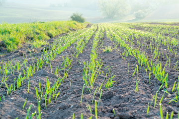 Canvas Print - Agricultural field with green shoots of plants