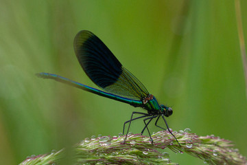 Dragonfly