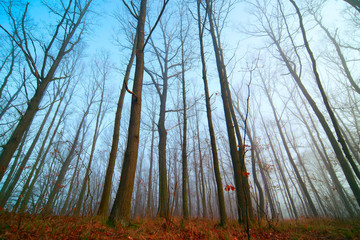 Canvas Print - Panorama of morning forest in foggy weather