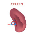 Spleen mockup for web design isolated on white background.Realistic human internal organs spleen description