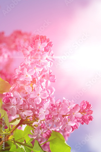 Blooming lilac in the sun.