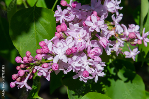 Lilac flower pink spring background.
