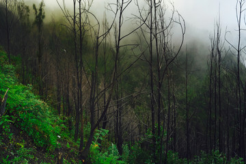 Forest in Bromo volcano natural sanctuary, Eastern Java, Indonesia