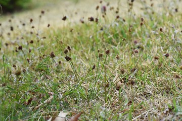 Poster - Luzula capitata / Juncaceae prennial weeds.