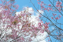 Mai Anh Dao Has Latin Name Of Prunus Cesacoides, English Name Of Wild Himalayan Cherry, A Special Cherry Blossom Tree. Its Trunk Is Like Peach, But Its Flower Has 5 Pental Like Mickey’s Mouse Flower