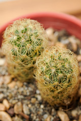 Beautiful cactus on white background