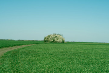 Forest stand on a background of green field and blue sky