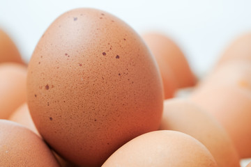 Brown chicken egges on white background.