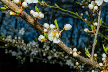 Canvas Print - Blooming tree - Spring Time