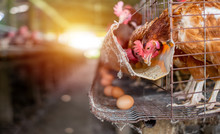 The Chicken Egg Farm Or Factory Chicken Egg Production. Agricultural Business