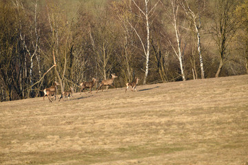 Wall Mural - Flock of Deer stag  with growing antler grazing the grass  in spring