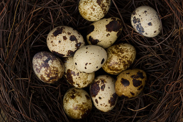 Sticker - Quail eggs in nest of twigs close up