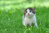 Fototapeta Mapy - Adorable little kitten outdoor. A little cute kitten playing in the green grass
