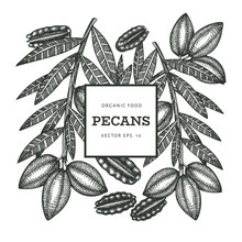 Hand Drawn Pecan Branch And Kernels Design Template. Organic Food Vector Illustration On White Background. Vintage Nut Illustration. Engraved Style Botanical Picture.