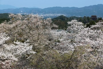 Sticker - 吉野山の桜