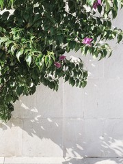 Wall Mural - Minimal greenery concept. Beautiful exotic green plant against white wall. Sunny day. Summer background.