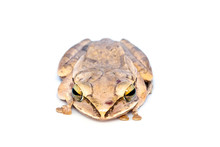Image Of Common Tree Frog, Four-lined Tree Frog, Golden Tree Frog, (Polypedates Leucomystax) On White Background. Animal. Amphibians.