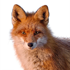 Red Fox isolated on white