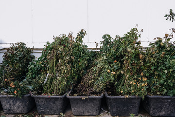 garden green plants in boxes ready for summer season and sale