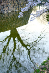 Wall Mural - Sakura tree reflection in black shadow on still water ,cherry blossoms branches on the canal or river surrounding Japanese castle wall in Japan. Sakura branches turn to pink in spring season.