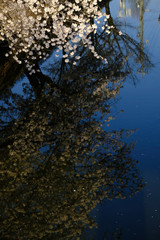 Wall Mural - Sakura branch reflection in black shadow on still water ,cherry blossoms branches on the river in spring season,Japan
