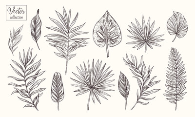 collection of tropical plants and leaves. vector hand drawn sketch botanical illustration. highly de