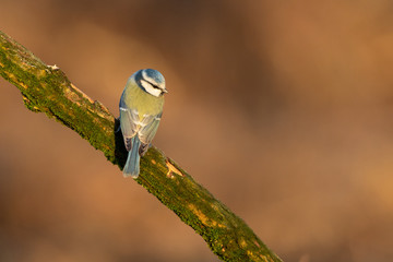 Wall Mural - Eurasian blue tit sitting on a branch (Cyanistes caeruleus)