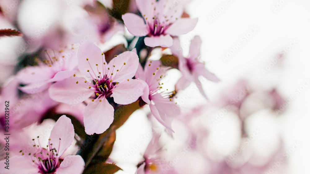 Kwitnące drzewo wiśni wiosną w ogrodzie - obrazy, fototapety, plakaty 