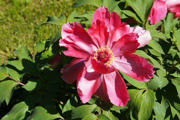 Wall Mural - Paeonia suffruticosa or tree peony red flower with green leaves