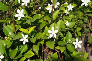 Wall Mural - Wrightia antidysenterica or the coral swirl green shrub with white flowers