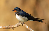 Barn swallow, hirundo rustica. At dawn, a bird sits on a thin beautiful branch