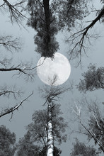 Looking Up To The Sky Through The Tall Trees To Full Moon