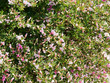 Chamaecytisus purpureus ou Cytisus purpureus | Genêt ou cytise pourpre à floraison rose pourpré en cascade sur des rameaux verts et lisses au feuillage vert foncé
